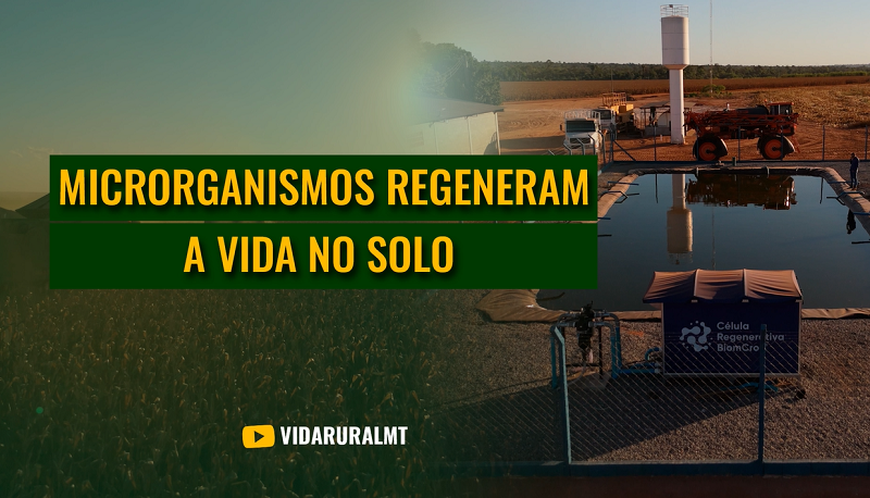 MICRORGANISMOS DO SOLO AUMENTAM 18 SACAS DE MILHO